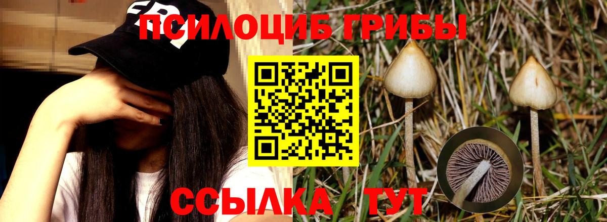 Псилоцибиновые грибы MAGIC MUSHROOMS  Вход с VPN  Дивногорск 